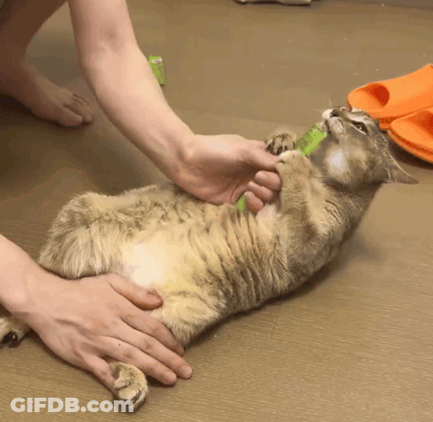A Person Is Petting A Cat On The Floor GIF