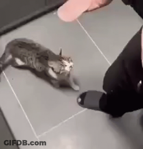 A Person Is Petting A Cat On The Floor . GIF