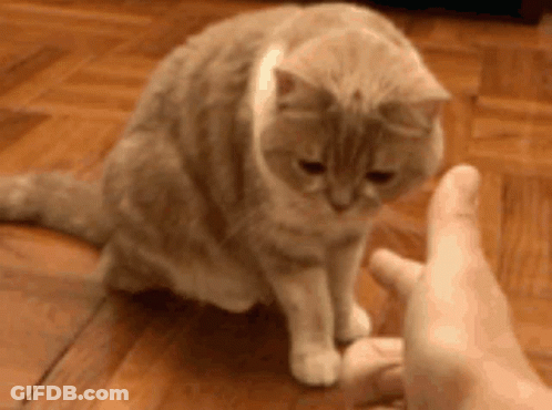A Person Is Petting A Cat On The Floor . GIF