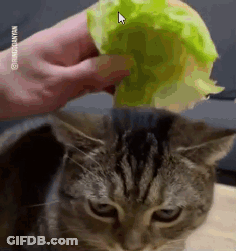 A Person Is Petting A Cat 'S Head With A Lettuce Leaf . GIF