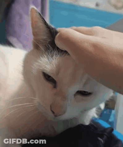 A Person Is Petting A Cat 'S Head With Their Finger . GIF