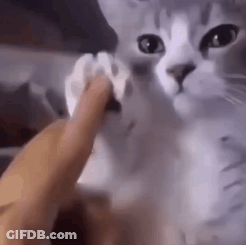 A Person Is Petting A Cat 'S Paw While It Looks At The Camera . GIF