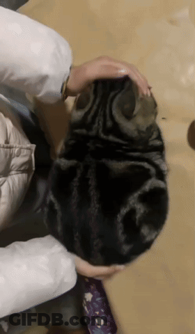 A Person Is Petting A Cat That Is Laying On The Floor GIF