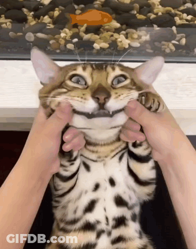 A Person Is Petting A Cat That Is Smiling And Looking At The Camera . GIF