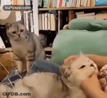 A Person Is Petting A Cat While Another Cat Is Sitting On A Couch . GIF