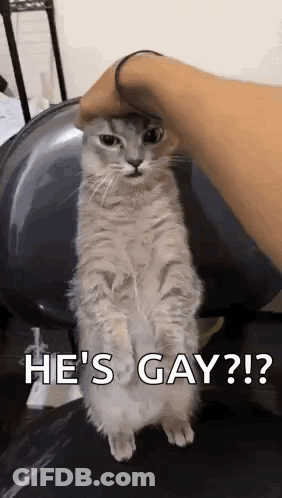 A Person Is Petting A Cat With The Words `` He 'S Gay '' Written On It . GIF