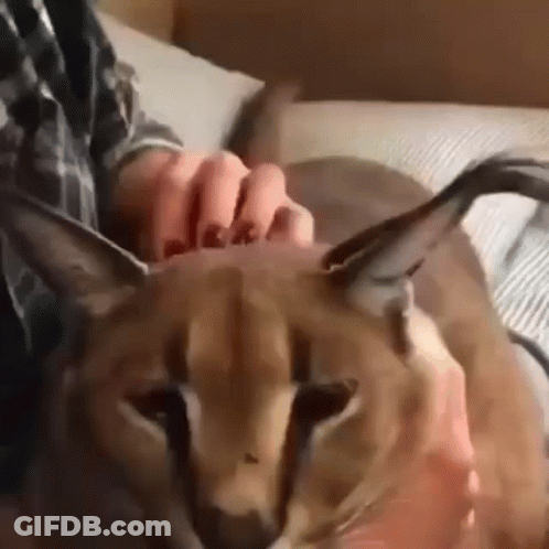 A Person Is Petting A Close Up Of A Cat 'S Head . GIF