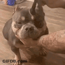 A Person Is Petting A Dog 'S Face While It Looks At The Camera . GIF
