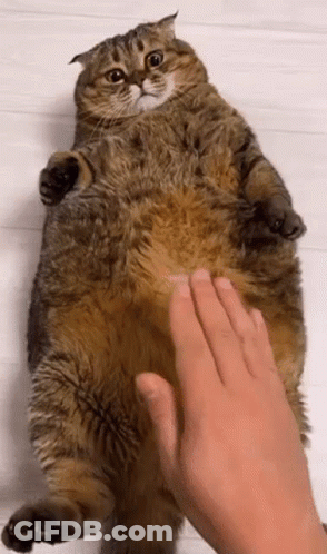 A Person Is Petting A Fat Cat 'S Belly . GIF