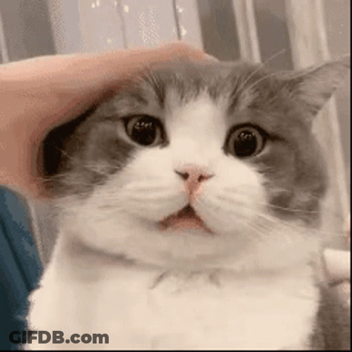 A Person Is Petting A Gray And White Cat With A Surprised Look On Its Face . GIF