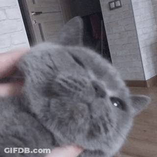 A Person Is Petting A Gray Cat With A Brick Wall In The Background GIF