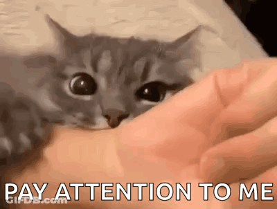 A Person Is Petting A Gray Cat With The Words `` Pay Attention To Me '' Written On It . GIF