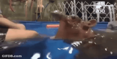 A Person Is Petting A Hippopotamus In A Pool Of Water . GIF