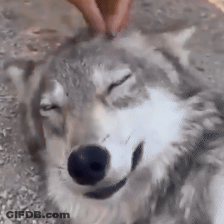 A Person Is Petting A Husky Dog 'S Head With Their Hands . GIF