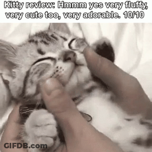 A Person Is Petting A Kitten With Their Fingers And It Is Very Fluffy And Cute . GIF