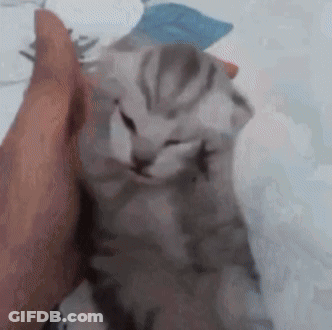 A Person Is Petting A Kitten With Their Hand . GIF