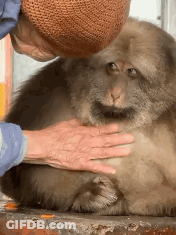 A Person Is Petting A Monkey With Their Hands GIF