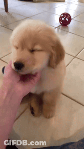 A Person Is Petting A Puppy On A Tile Floor GIF