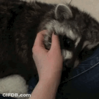 A Person Is Petting A Raccoon Laying On A Couch . GIF