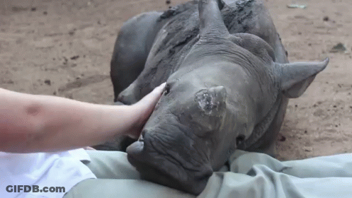 A Person Is Petting A Rhino 'S Head While It Lays On The Ground . GIF
