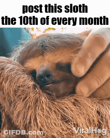 A Person Is Petting A Sloth That Says Post This Sloth The 10Th Of Every Month . GIF