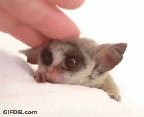 A Person Is Petting A Small Animal With Their Finger On Its Head . GIF