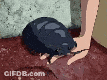 A Person Is Petting A Small Black Bug On The Ground GIF