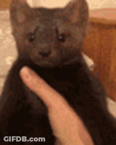 A Person Is Petting A Small Black Kitten With Their Fingers . GIF