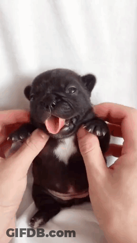 A Person Is Petting A Small Black Puppy With Its Tongue Hanging Out . GIF