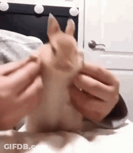 A Person Is Petting A Small Brown Dog On A Bed . GIF