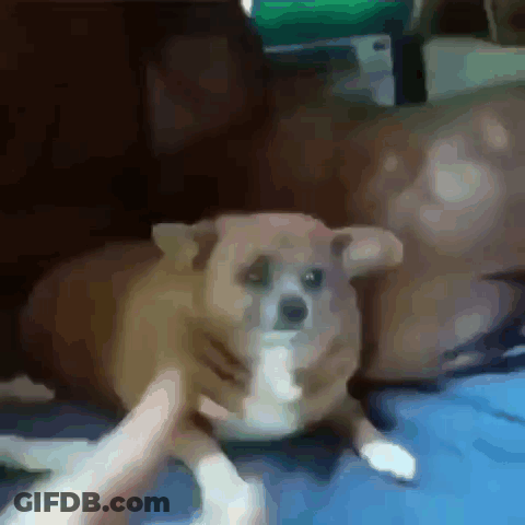A Person Is Petting A Small Brown Dog On A Couch . GIF