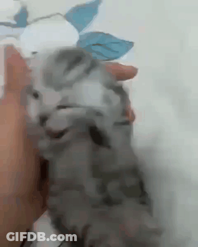 Person Petting Gray Kitten With Blue Flower GIF