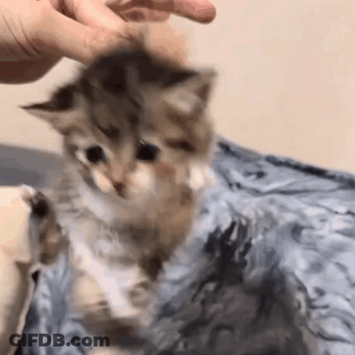 A Person Is Petting A Small Kitten On A Blanket . GIF