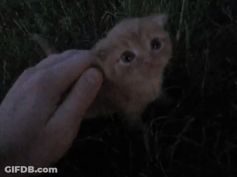 A Person Is Petting A Small Orange Kitten In The Grass At Night . GIF