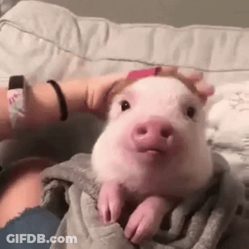 A Person Is Petting A Small Pink Pig On A Blanket On A Bed . GIF