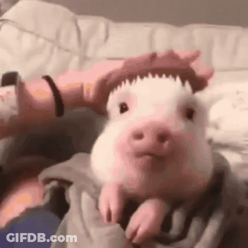 A Person Is Petting A Small Pink Pig Wearing A Hat . GIF