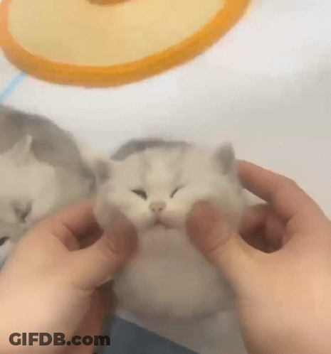 A Person Is Petting A Small White Cat With Their Hands GIF