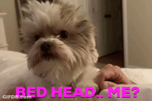 A Person Is Petting A Small White Dog On A Bed With The Words `` Bed Head . Me ? '' Written In Pink . GIF
