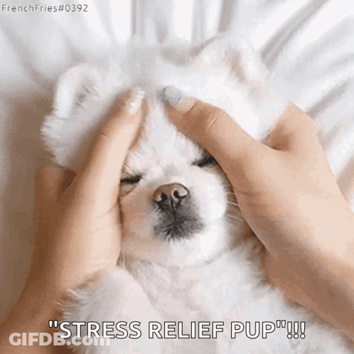 A Person Is Petting A Small White Dog 'S Head With The Words `` Stress Relief Pup '' . GIF
