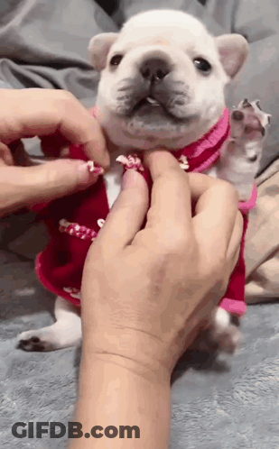 A Person Is Petting A Small White Dog Wearing A Pink Shirt . GIF