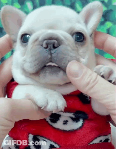 A Person Is Petting A Small White Dog Wearing A Red Shirt GIF