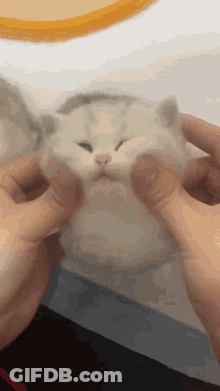 A Person Is Petting A Small White Kitten With Their Fingers GIF
