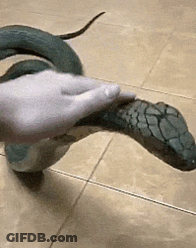 A Person Is Petting A Snake On The Floor With A White Glove . GIF