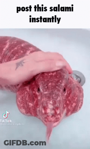 A Person Is Petting A Snake That Looks Like A Salami With Its Tongue Sticking Out . GIF