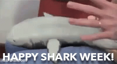 A Person Is Petting A Stuffed Shark With The Words `` Happy Shark Week '' . GIF