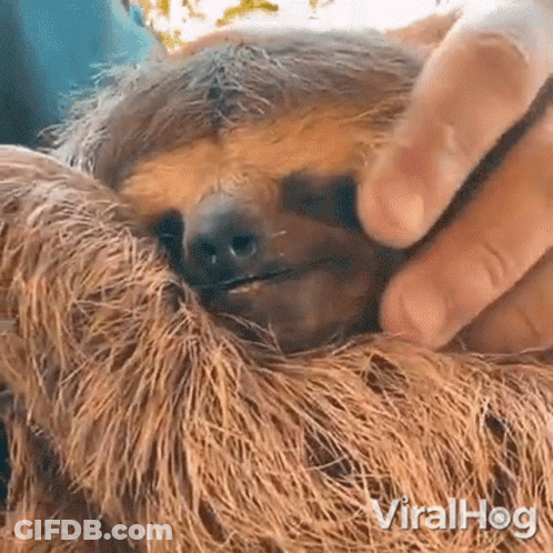 A Person Is Petting A Three Toed Sloth With Their Hand . GIF