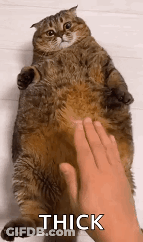 A Person Is Petting A Very Fat Cat 'S Belly . GIF