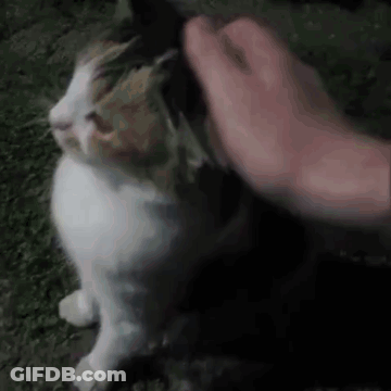 A Person Is Petting A White And Brown Cat On The Ground . GIF