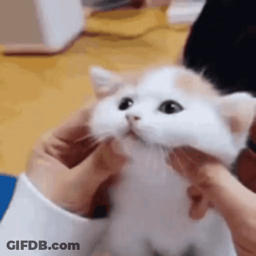 A Person Is Petting A White And Brown Kitten With Their Hands . GIF