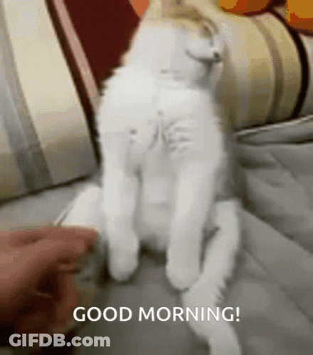A Person Is Petting A White Cat On A Couch With The Words Good Morning Written On The Bottom GIF